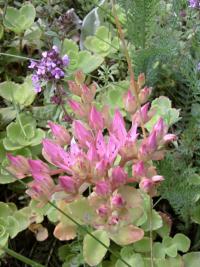 Rozchodník a mateřídouška