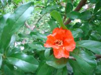 Punica granatum (Marhaník granátový)