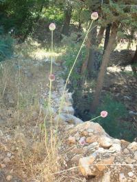 Allium ampeloprasum (Pór letní)