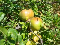 Punica granatum (Marhaník granátový)