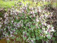 Lamium garganicum (Hluchavka)