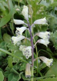 Bellevalia flexuosa (Belevalie zprohýbaná)