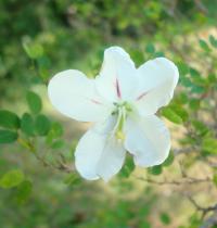Bauhinia natalensis (Bauhinia)
