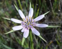Geropogon hybridus (Kozí brada)