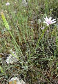 Geropogon hybridus (Kozí brada)