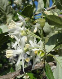 Styrax officinalis (Styrač)