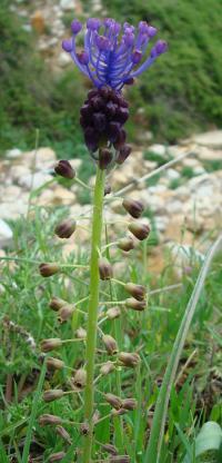 Leopoldia comosa (Modřenec chocholatý)