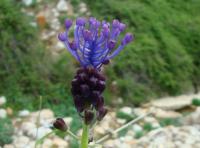 Leopoldia comosa (Modřenec chocholatý)