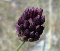 Allium rotundum (Česnek kulovitý)