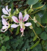 Bauhinia yunnanensis (Bauhinie popínavá)