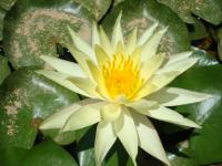 Nymphaea natura sulphurea (Leknín žlutý)