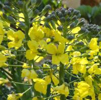 Brassica oleracea var italica (Brokolice)