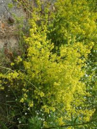 Galium verum (Svízel syřišťový)