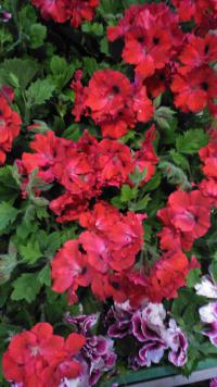 Anglická pelargonie - pěstování