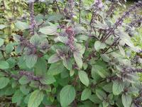 Ocimum African blue (Bazalka vytrvalá)