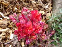 Antirrhinum (Květ hledíku)