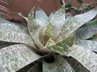 Vriesea hieroglyphica (Vrísea)