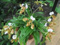 Paphiopedilum (Střevíčníkovec)