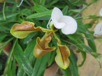Paphiopedilum (Střevíčníkovec)