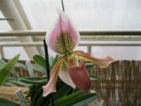 Paphiopedilum (Střevíčníkovec)
