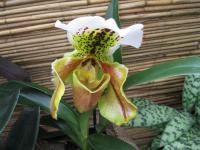 Paphiopedilum (Střevíčníkovec)
