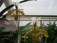 Paphiopedilum (Střevíčníkovec)
