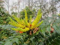 Mahonia x media (Mahonie prostřední)