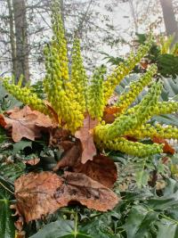 Mahonia x media (Mahonie prostřední)