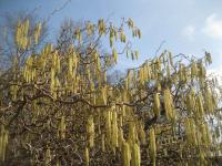 Corylus avellana (Líska obecná)