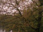 Corylus avellana (Líska obecná)