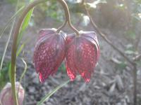 Fritillaria meleagris (Řebčík kostkovaný)