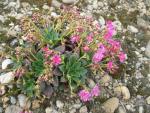 Lewisia cotyledon (Levisie květnatá)