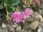 Lewisia cotyledon (Levisie květnatá)