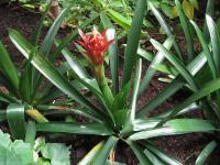 Guzmania lingulata (Guzmánie jazýčkovitá)