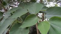 Broussonetia papyrifera (Papírovník čínský)