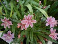 Lewisia cotyledon (Levisie květnatá)