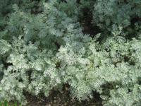 Artemisia santonicum (Pelyněk slanomilný)