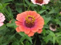 Zinnia elegans (Ostálka sličná)