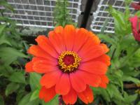 Zinnia elegans (Ostálka sličná)