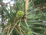 Pinus sylvestris (Borovice lesní)