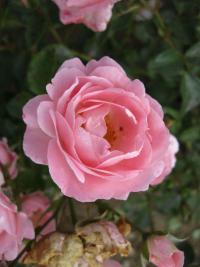Rosa (Růže Sommerwind)
