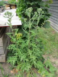 Echinops sphaerocephalus (Bělotrn kulatohlavý)
