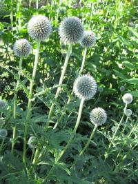 Echinops sphaerocephalus (Bělotrn kulatohlavý)