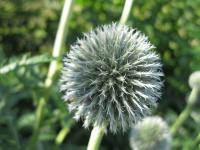Echinops sphaerocephalus (Bělotrn kulatohlavý)