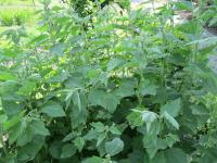 Althaea officinalis (Proskurník lékařský)