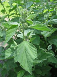 Althaea officinalis (Proskurník lékařský)