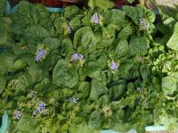 Ageratum houstonianum (Nestařec americký)