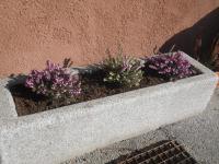 Erica carnea (Vřesovec pleťový)