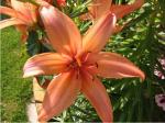 Lilium (Lilie 'Peach Dwarf' - Asijské hybridy nízké)