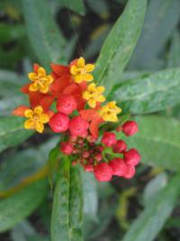 Asclepias curassavica (Klejicha kurasavská)
